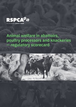 Cover Animal welfare in slaughtering establishments regulatory scorecard